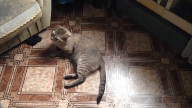 Кот дуреет от носка. Ржака. Прикол. Cat & Sock.Hahaha. смотреть онлайн