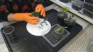 Камелия японская, размножение. Сamellia