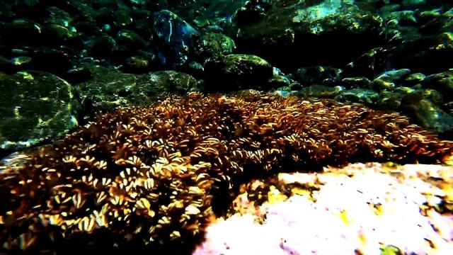Binukbok Freediving 2019 | Batangas | Aquamundo | Group Travel | What 2000 php can do? смотреть онлайн