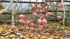 ХУРМА ШАРОН. Средина ноября, плоды созревают.