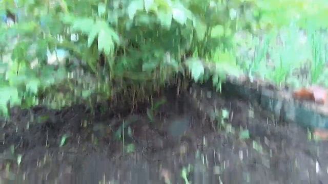 Древовидный (китайский) пион смотреть онлайн