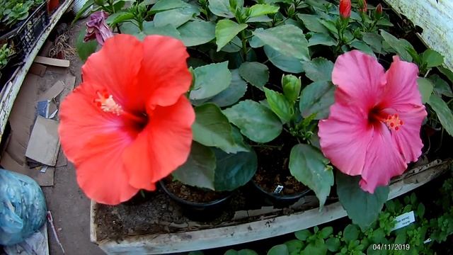 Гибискусы комнатные, цена, черенок сезон 2022 - моя прошлая жизнь. смотреть онлайн