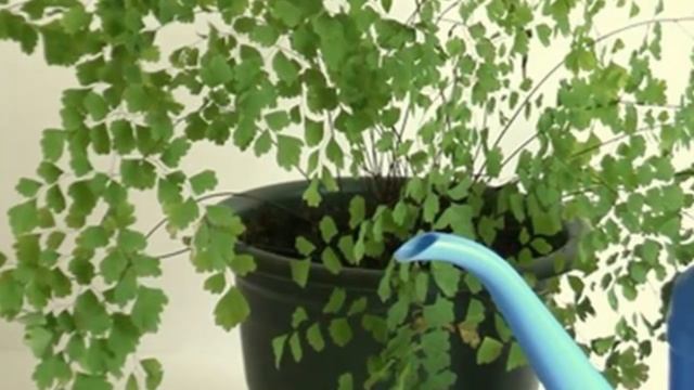 Можно ли поливать дождевой водой комнатные растения? смотреть онлайн