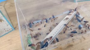 Когда Богомол увидел сразу 1000 тараканов, что-то пошло не так...