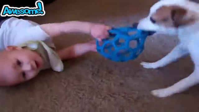 «Абсолютно смеющийся» Лучший забавный пес кошка животные неудачники #3 смотреть онлайн