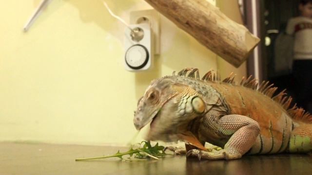 Руккола для Игуаны смотреть онлайн