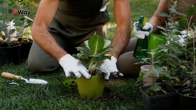 С Утра Опрыскала Этим Домашние Растения! Половина Цветов Тут Же Зацвели и Даже Тля Пропала!