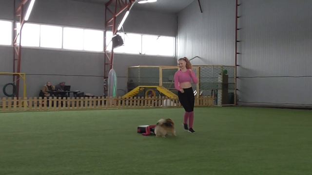 Мастер – Фристайл и Скопина Анастасия Немецкий малый шпиц ДЖЕСС