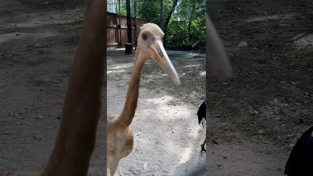 подсказать что-то женщина ? #зоопарк #zoo #птицы #birds #цыпа #животные смотреть онлайн