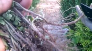 Размножение хризантем делением куста