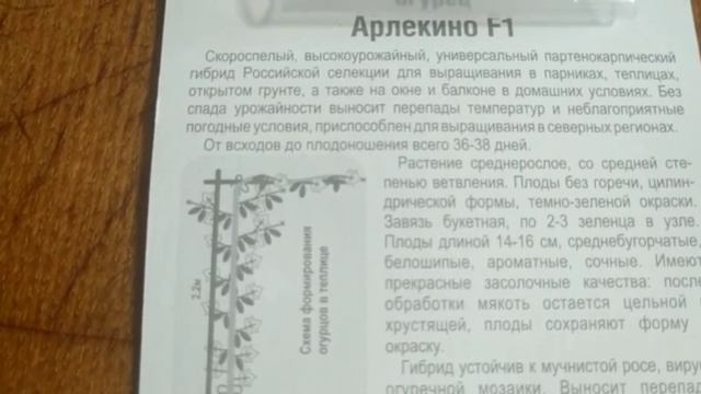 Проверенный и популярный гибрид огурца для огорода и балкона ? смотреть онлайн