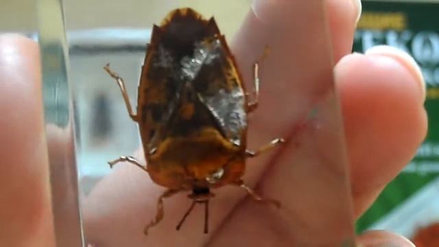 Насекомые и их знакомые выпуск 11. Азиатский жук. Insects - Eurostus grandis смотреть онлайн