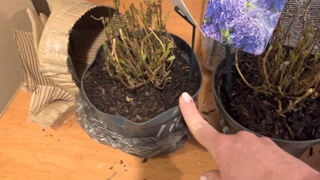 Получила новинки Little XS. Впервые в России. 27.12