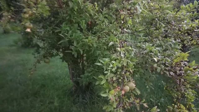 Гранатовые деревья в Одессе смотреть онлайн