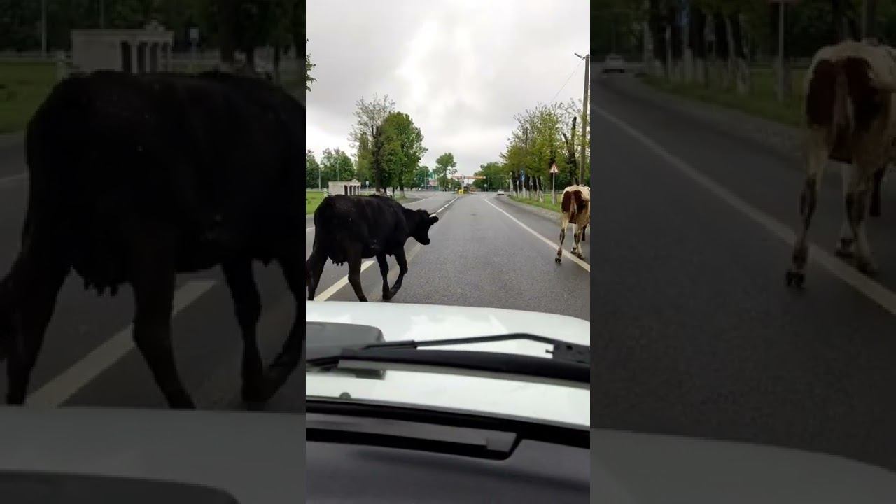 Коровы на дороге Ингушетия смотреть онлайн