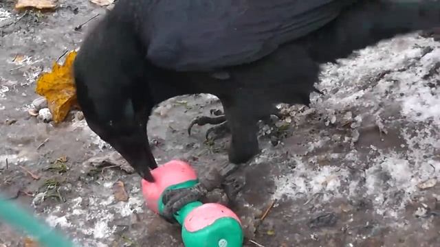 игрушки для ворона смотреть онлайн