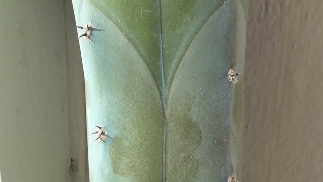 Видео про большой и длинный кактус у окна смотреть онлайн