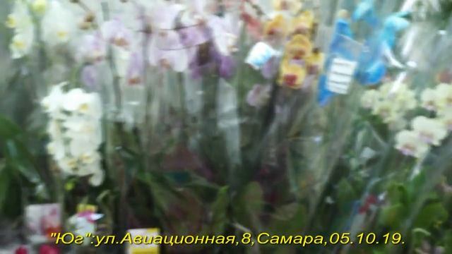 ОХИДЕИ в "Юге":цимбидиумы,шикарная ВАНДА,Самара,05.10.19.Привет Наталье и Владимиру! смотреть онлайн