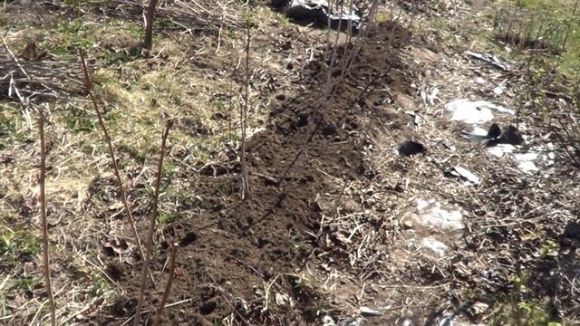 КАК РЕМОНТАНТНУЮ МАЛИНУ ОСТАВИТЬ НА ВТОРОЕ ПЛОДОНОШЕНИЕ ЛЕТОМ смотреть онлайн