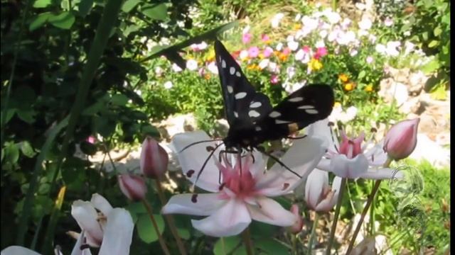 ПРУДИК НА ДАЧЕ С КРАСИВЫМИ РАСТЕНИЯМИ смотреть онлайн