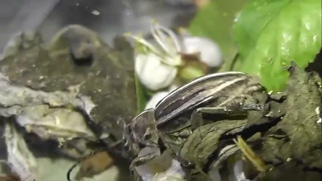 ИНСЕКТАРИЙ: 163. Корнеед Шелковистый (Dorcadion holosericeum) смотреть онлайн