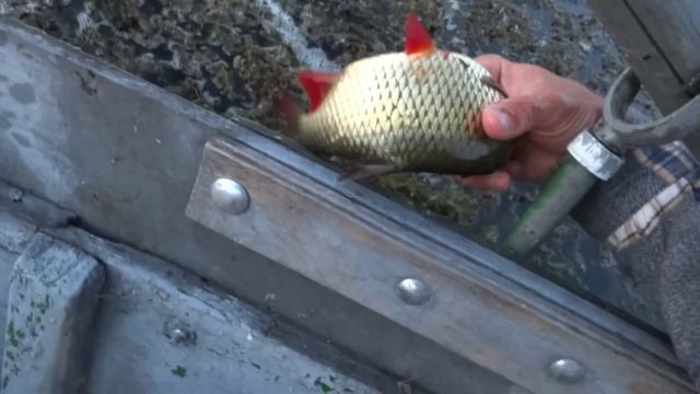 Краснопера на ультралайт! ловля мирной рыбы спиннингом смотреть онлайн