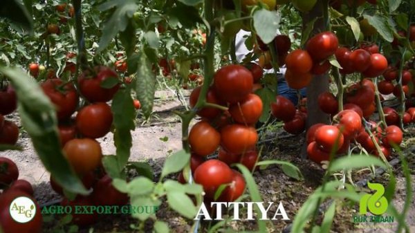 Andijonda eng xosildor pomidor Attiya F1 / AGRO EXPORT GROUP
