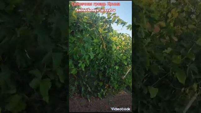 Наши прививки 2023г. смотреть онлайн
