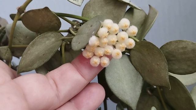 Хойя Lacunosa Super Eskimo - блиц обзор сорта