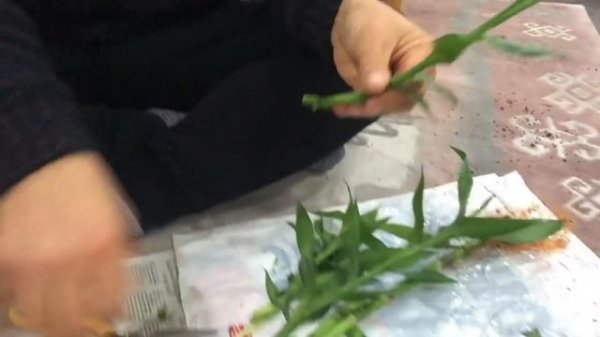 Bamboo Çoğaltma, Bamboo Dizayn