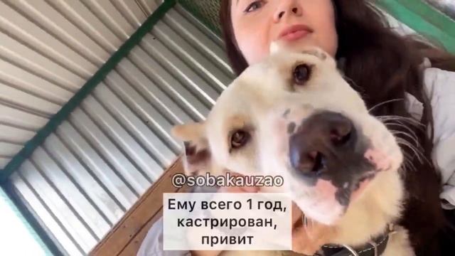 Камиль ищет хозяев! Приют «Щербинка» SOBAKA-UZAO.RU смотреть онлайн