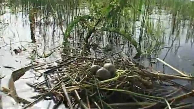 Птицы 38 видов птиц в одном видео и примеры их голосов