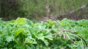 Как бороться с борщевиком | Советы и секреты