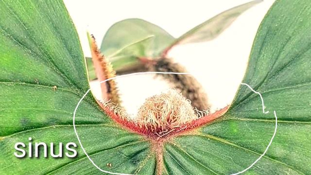 Philodendron Serpens Vs.Philodendron Squamicaule   How To Tell The Difference?