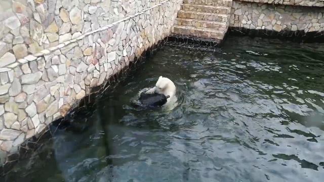 Зоопарк. Санкт-Петербург смотреть онлайн