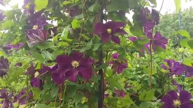 #сад #клематис #особенности / Общие особенности выращивания клематисов для новичков смотреть онлайн