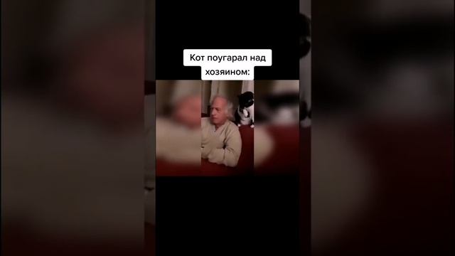 кот смотреть онлайн