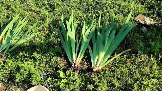 Планирование и посадка входной группы растений перед домом. Как защититься от кражи хвойников? смотреть онлайн