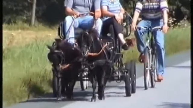 КАРЛИКОВЫЕ ЛОШАДКИ смотреть онлайн