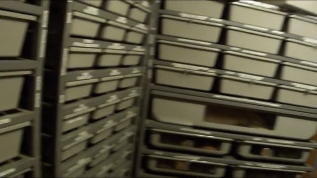 Making Money with Snakes! смотреть онлайн