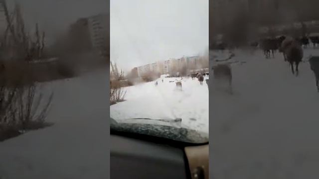 Овцы и козы идут в Якутск с Зеленого луга смотреть онлайн