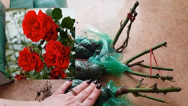 РОЗЫ В КОРОБКАХ. ЧТО ДЕЛАТЬ. смотреть онлайн