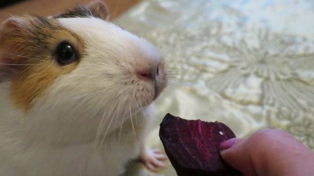 Как приучить свинку к новой еде? смотреть онлайн