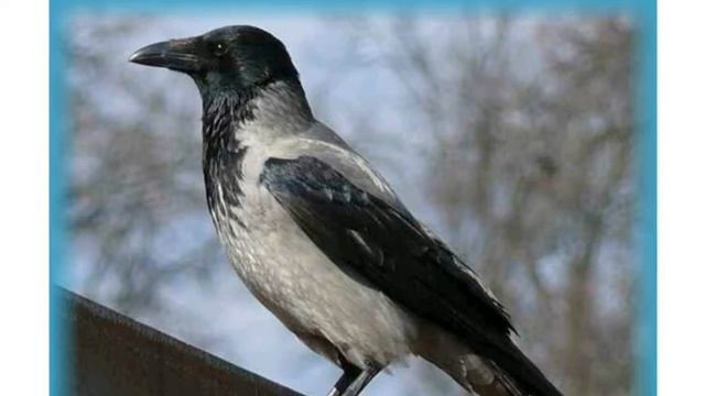 Общение животных друг с другом. О чем говорят животные. Язык животных смотреть онлайн