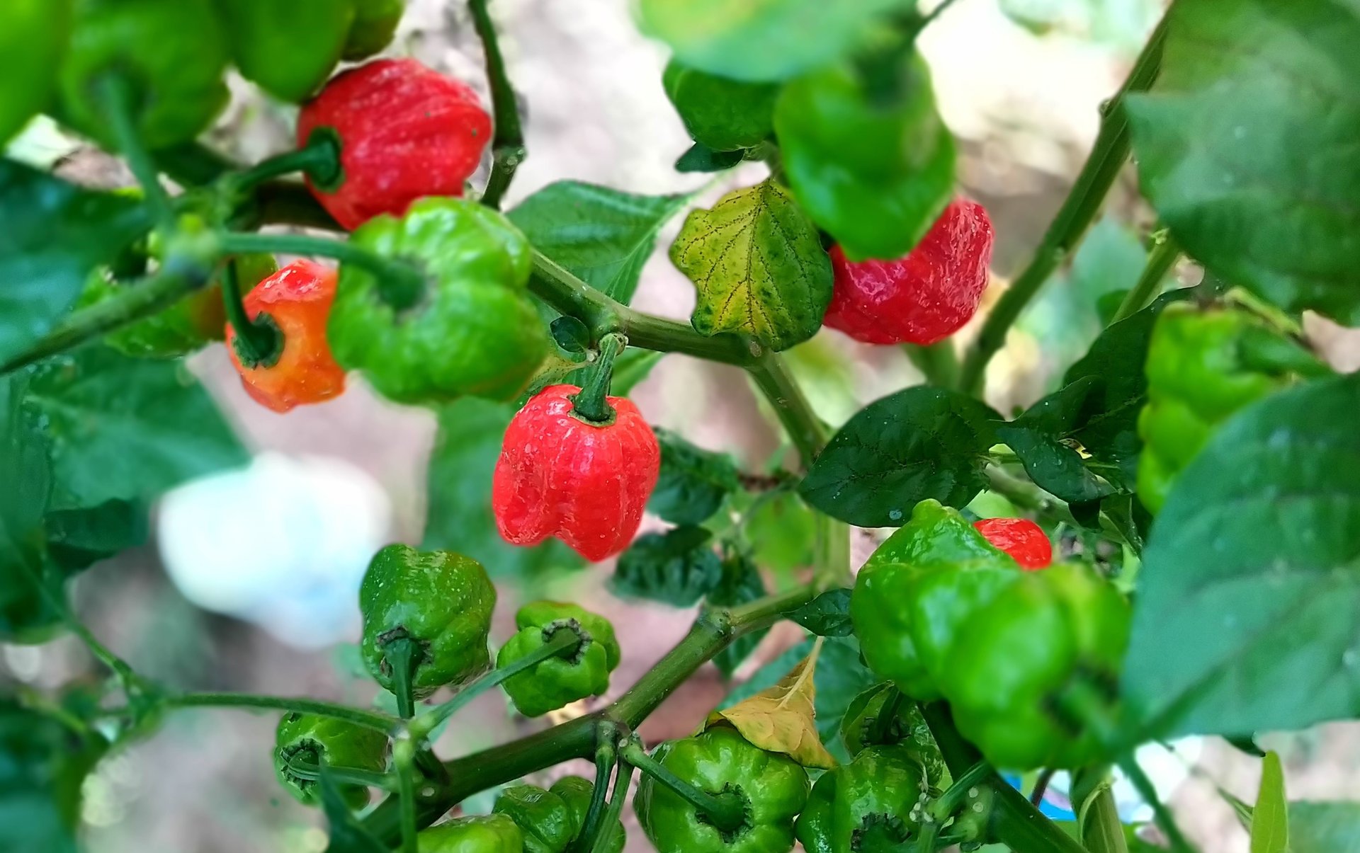 Многолетний перец. Как подготовить перец к зимовке. Перец зимой.