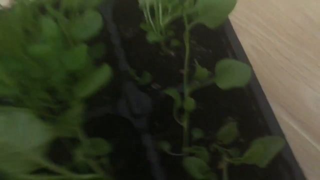 дела садовые ? Лобелия ? от посева до высадки ☝️ смотреть онлайн