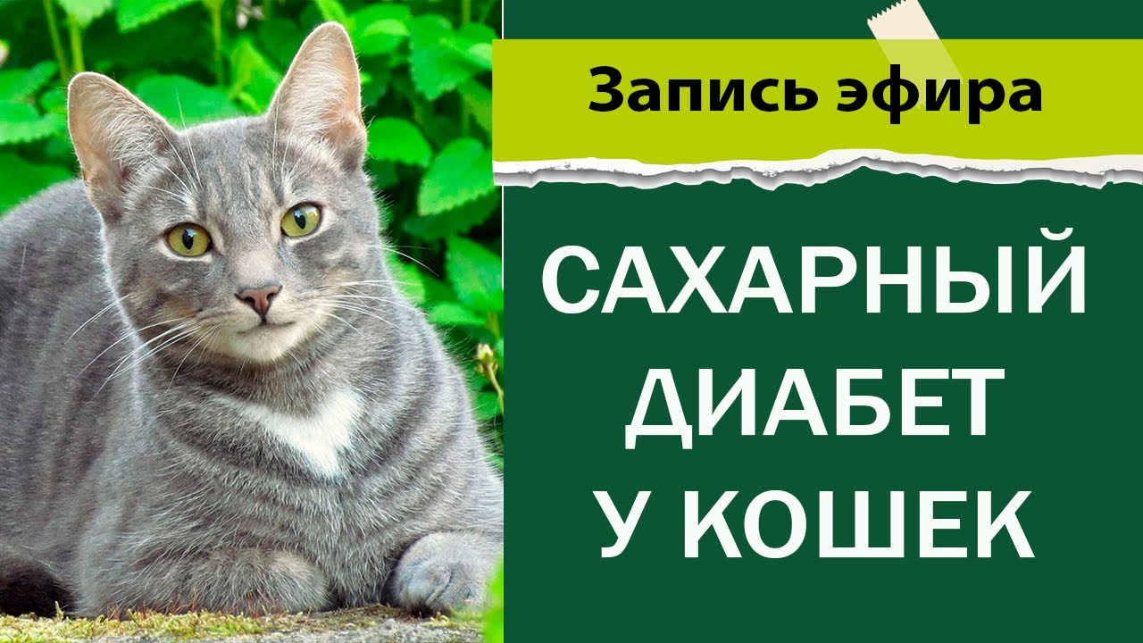 Котонай - сеть ветеринарных центров в России