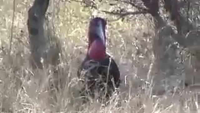 South African Adventure 2000 смотреть онлайн