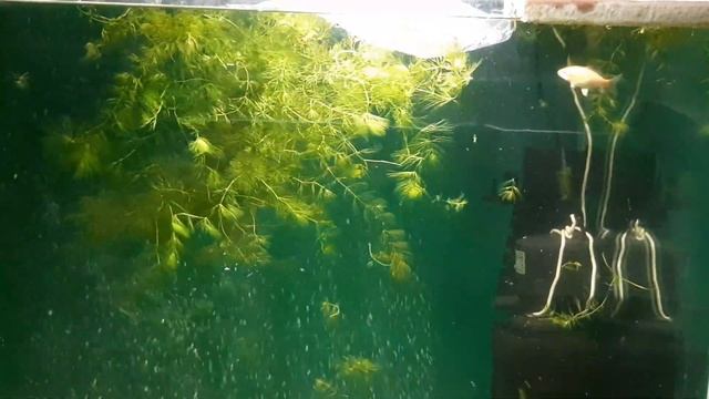 Карпы кои в аквариуме 22 день добавил новых жителей прикупил корма и новый распылитель 08.06.2020 смотреть онлайн