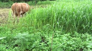 Суданка для коровы.